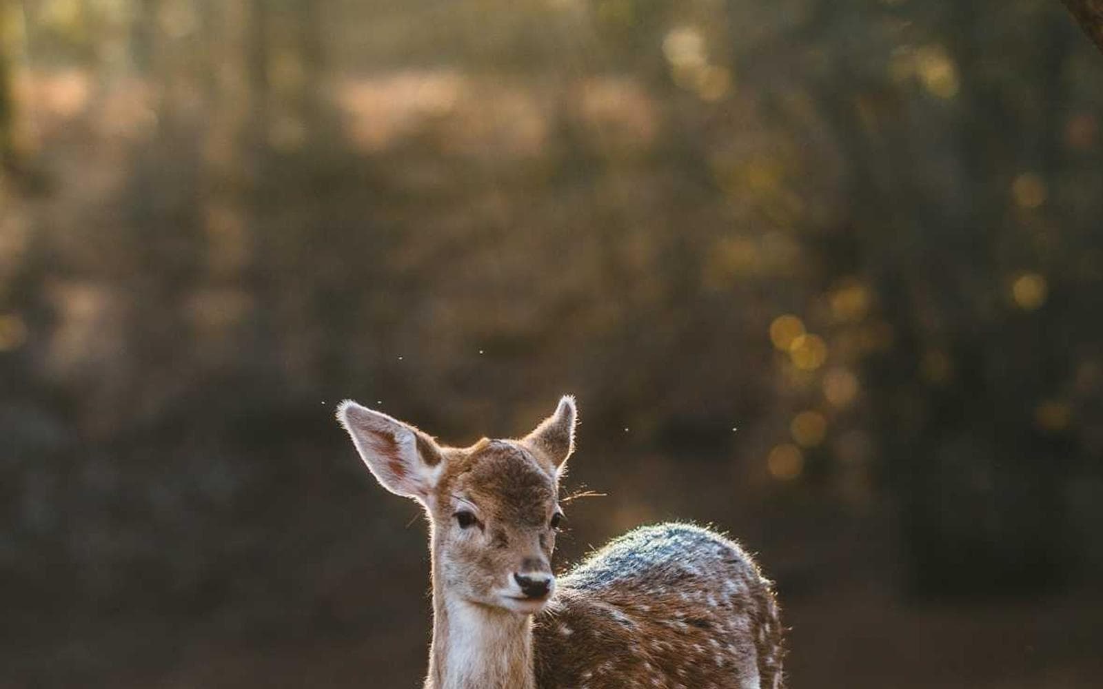 Amanah Axis Bashundhara